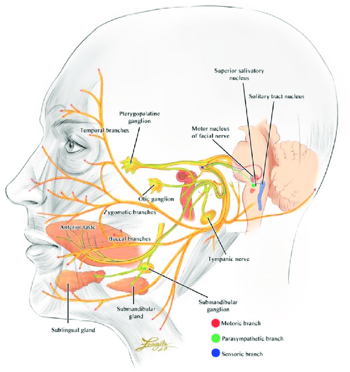 facial nerve course of motor sensory parasympathetic innervation