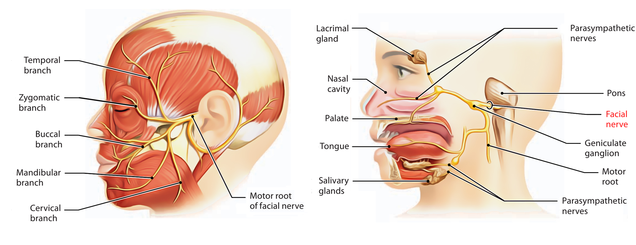 facial nerve